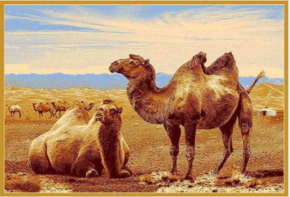 Ковер из Монголии 6S873 82 верблюды